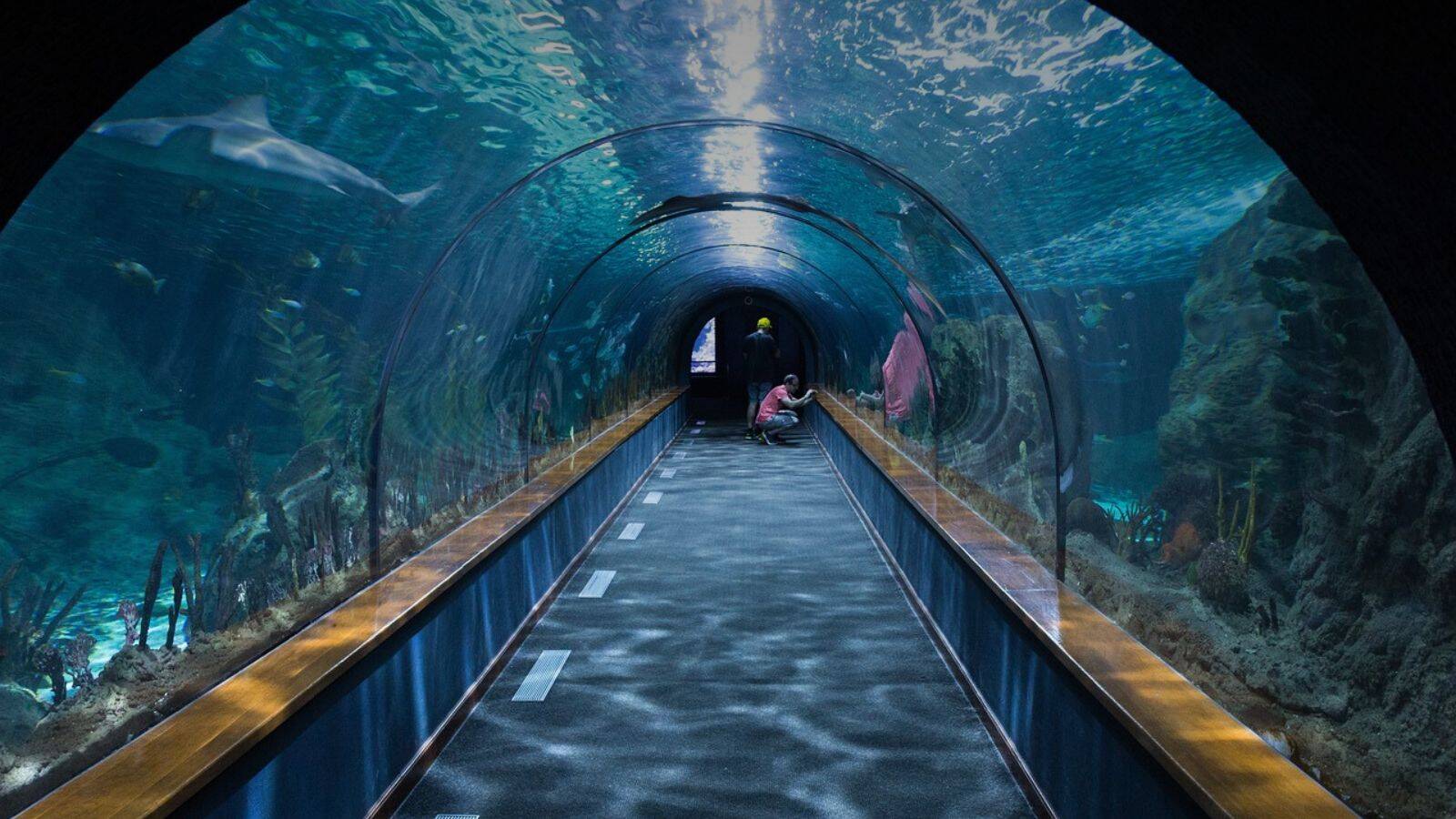 aquarium